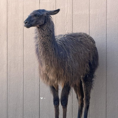 Chicho profile picture