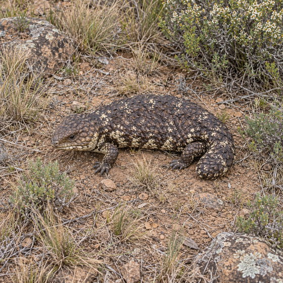 shingleback lizard