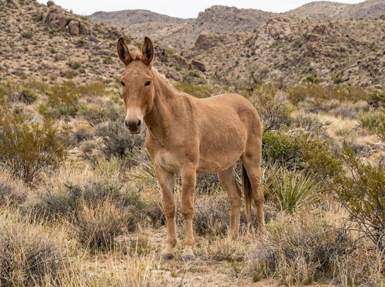 mule/hinny
