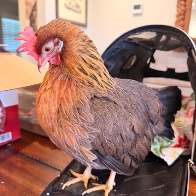 Phoenix profile picture