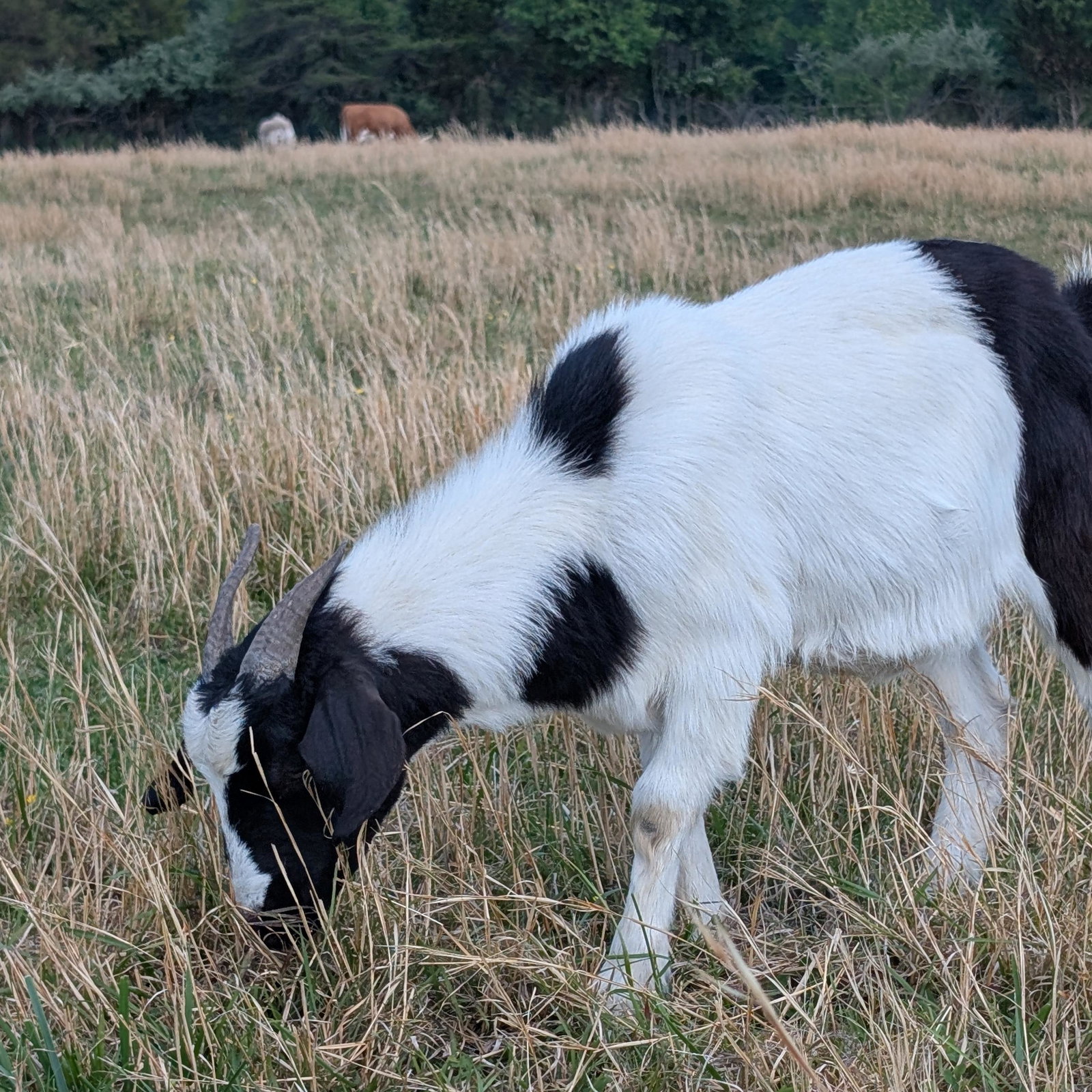 Luna Loo