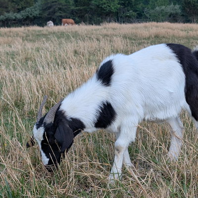Luna Loo profile picture