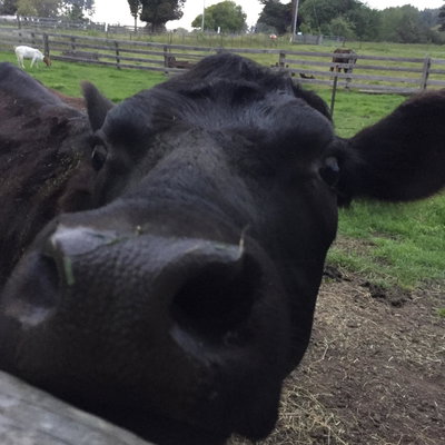 Dahlia profile picture