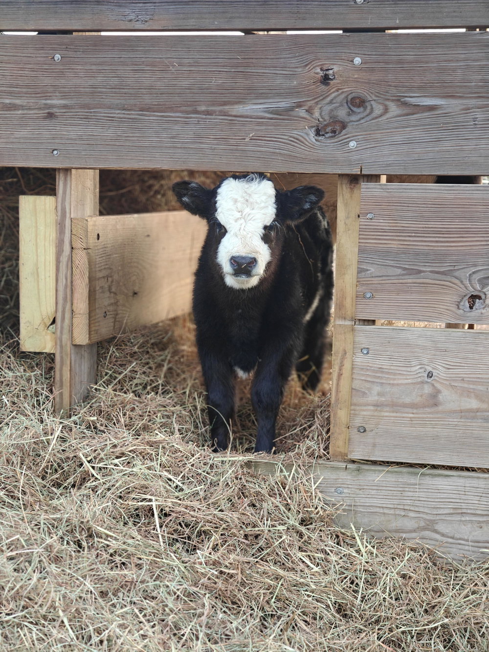Bessie Baby, photo 4