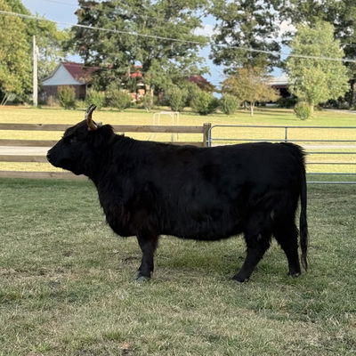 HH Ebony profile picture