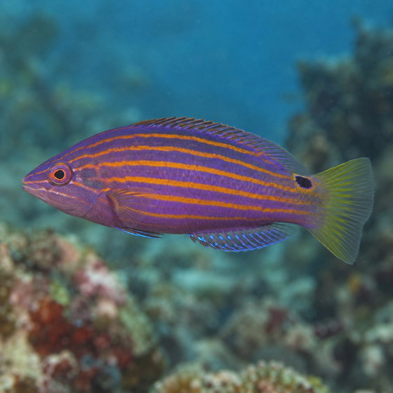 sixline wrasse