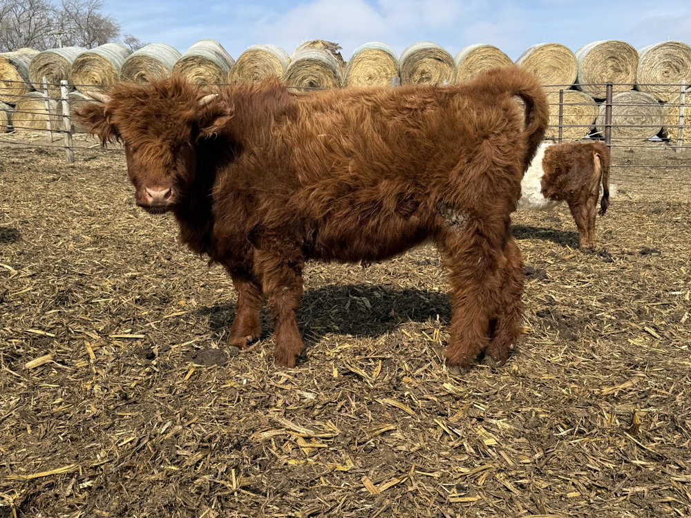 Kansas, photo 8