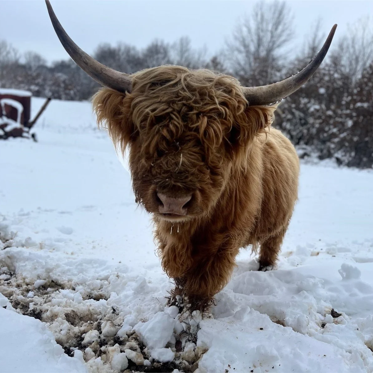 A Peculiar Farm King Harry