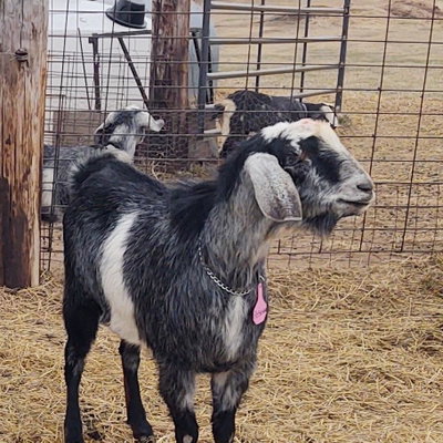 Duppongs Farm Agf Poseidon profile picture