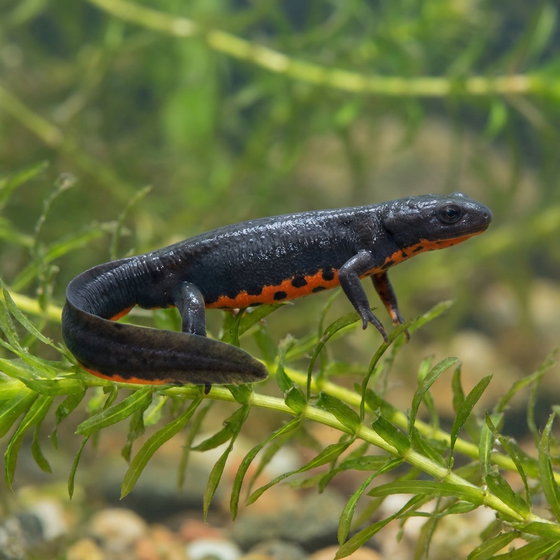 Chinese fire-bellied newt