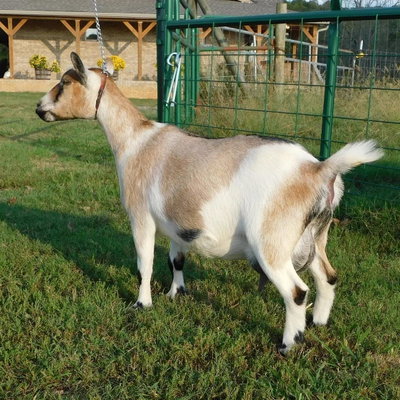 Cedar View Dalila 5*M profile picture