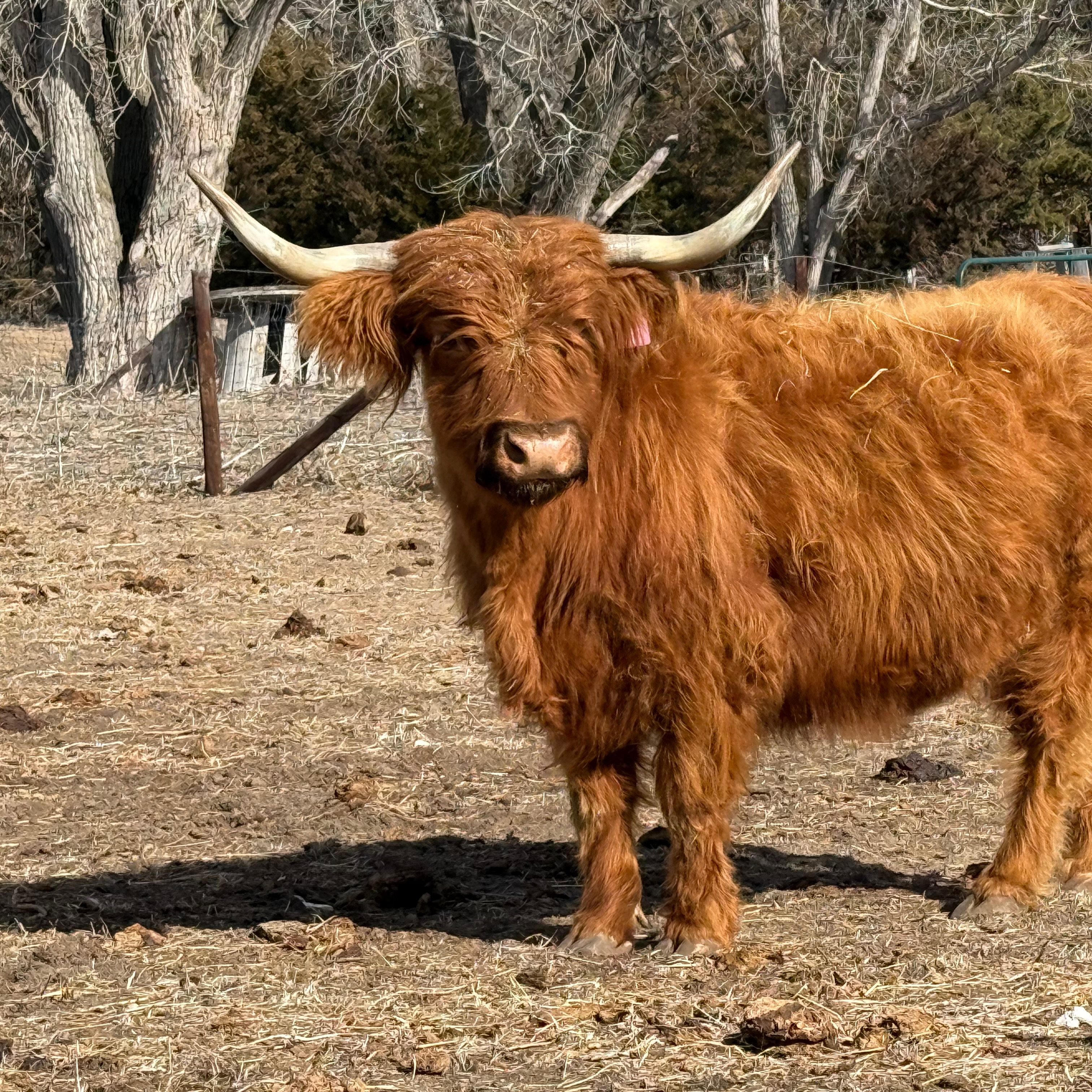 FTH Belle Starr profile picture