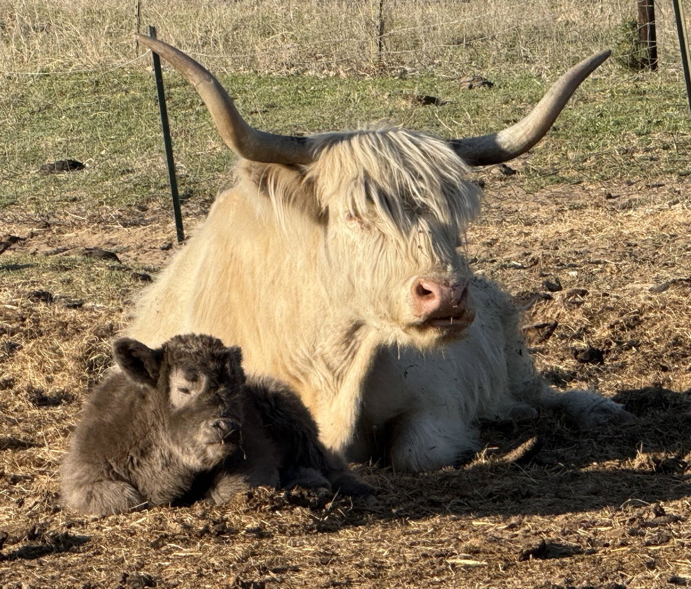 Dun bull calf, photo 3