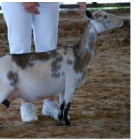 SGCH TX Twincreeks Sem Snowbird 1*M profile picture