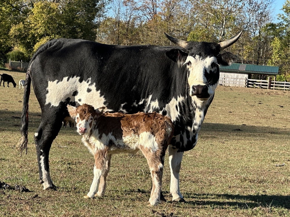RBR Delilah, photo 8