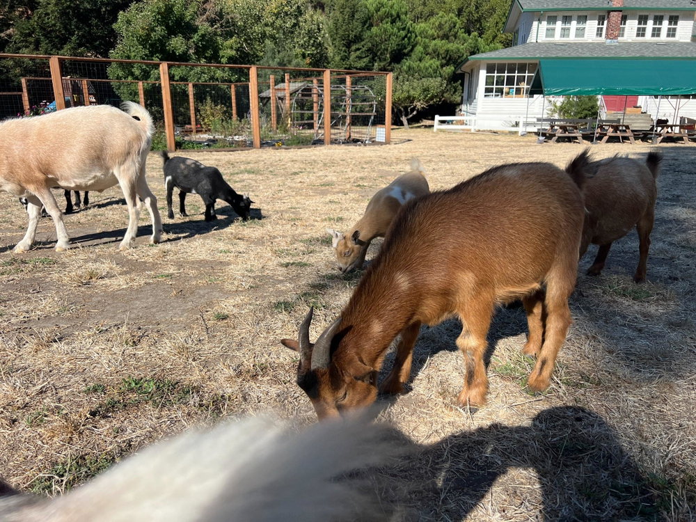 Tiny & Pebbles, photo 5