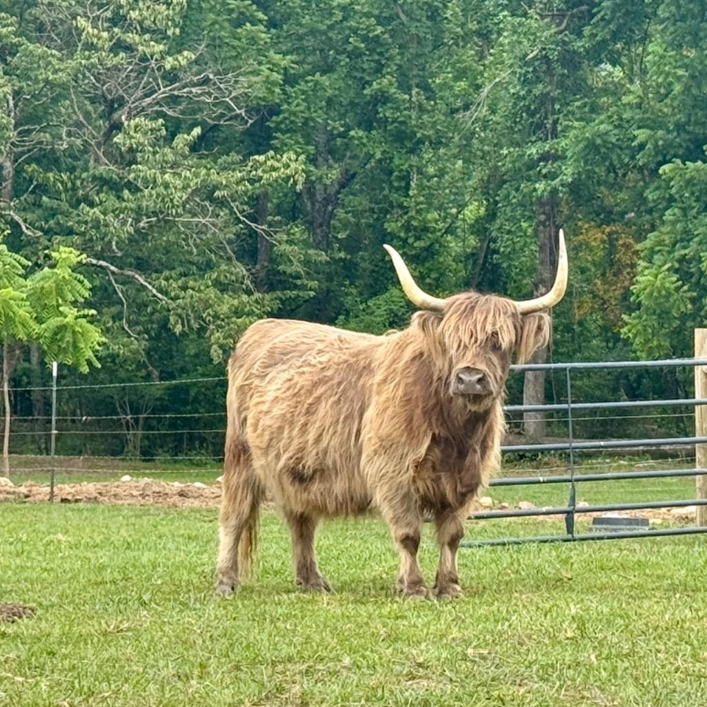 Darla