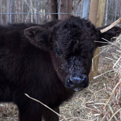 Wrangler profile picture