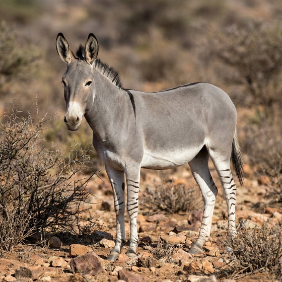 African wild ass