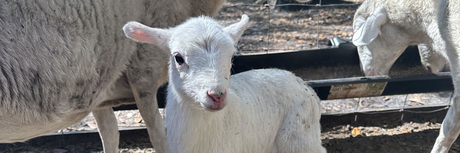 Black Hammock Farm profile cover image