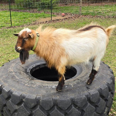 Randall profile picture