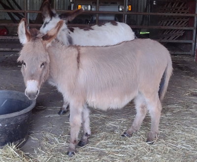 Northend’s Bonnie Belle profile picture