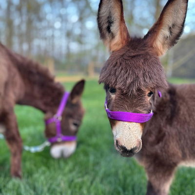 Hooley's Jubilee profile picture