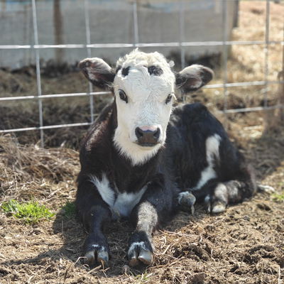 Big Momma Baby profile picture