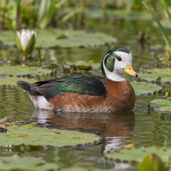 African pygmy goose