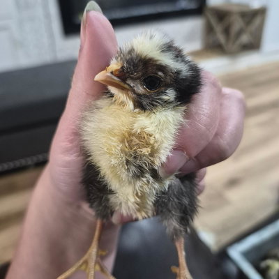 Chicky 2 profile picture