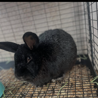 Milo profile picture