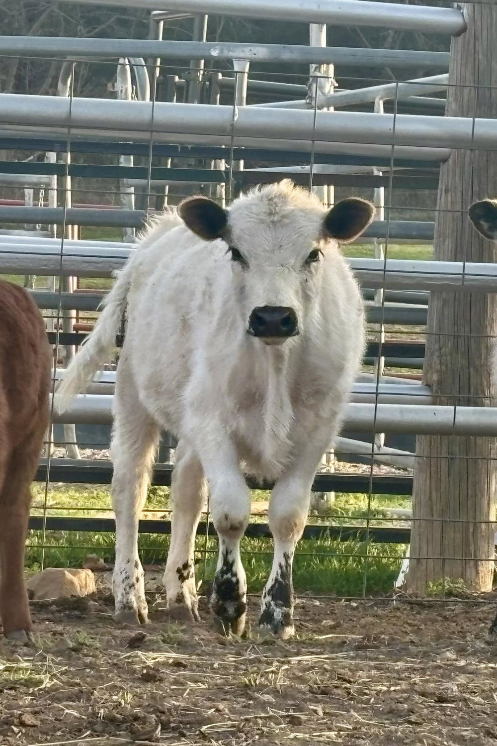 BW Steer, photo 3