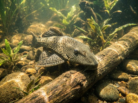 common pleco