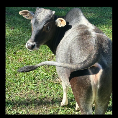 Comus Sky Farm profile picture