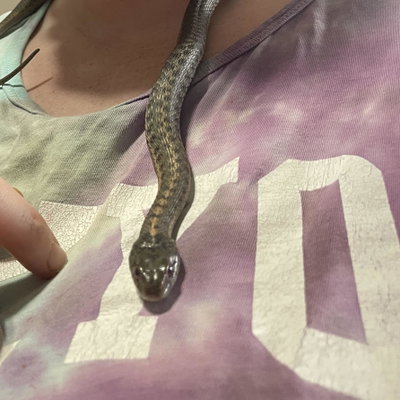 Nagini profile picture