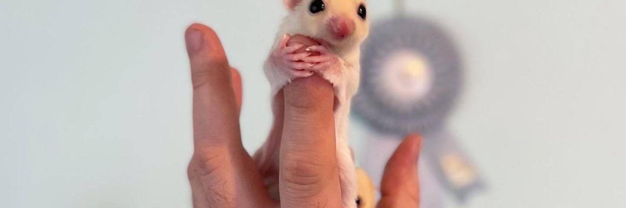 Sugar glider Sugar profile cover image