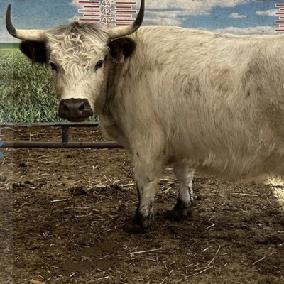 P 57 Cruella profile picture