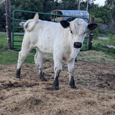 Bucks profile picture