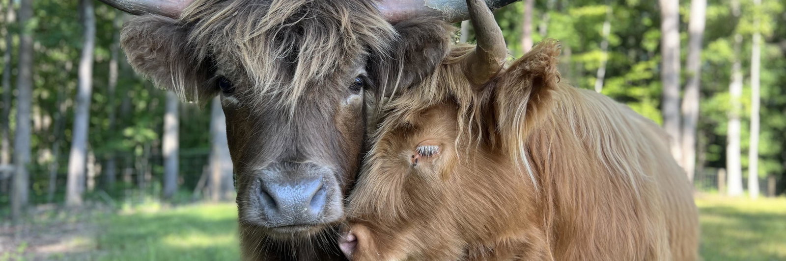 Knight Farm profile cover image