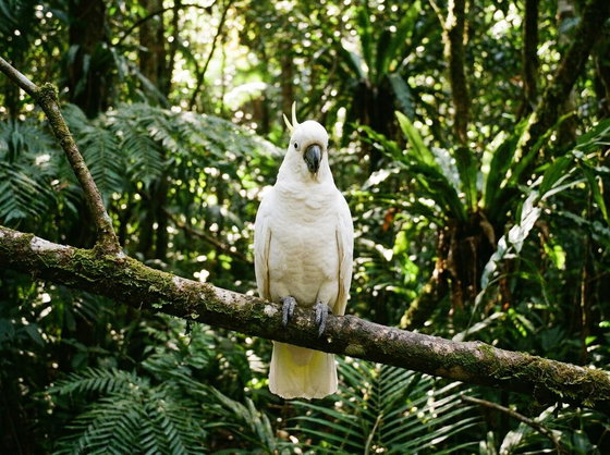 white cockatoo