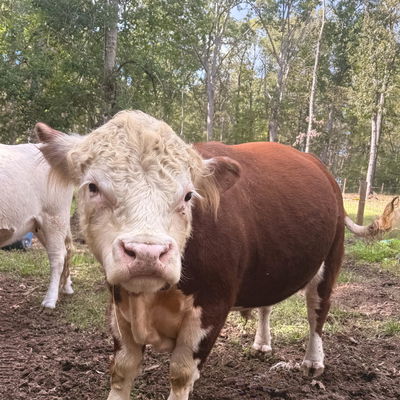 Oscar profile picture