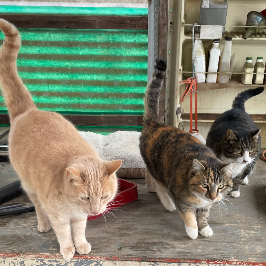 Tebow, Nala and Mouse profile picture