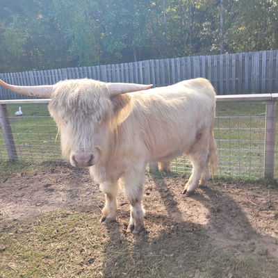 Big Daddy profile picture