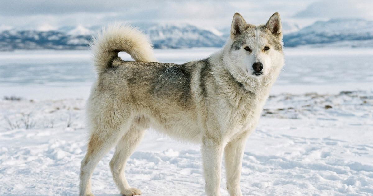 Bec Esquimo Canadian Eskimo Dog: Breed Facts, Prices & Breeders | Creatures