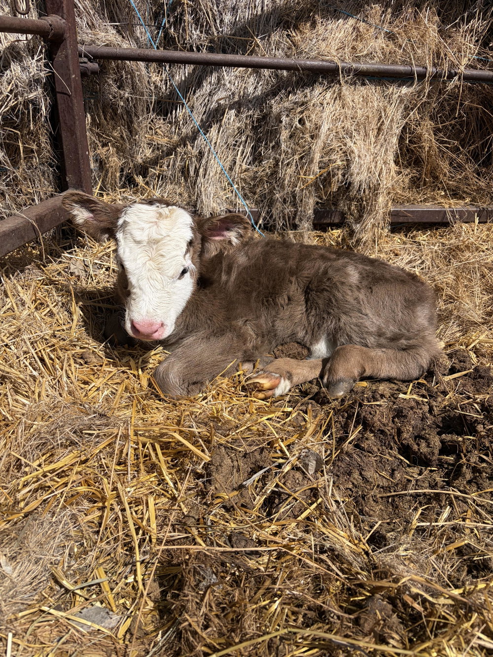 BB Loretta, photo 9
