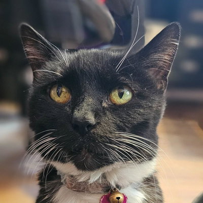 Tesla profile picture