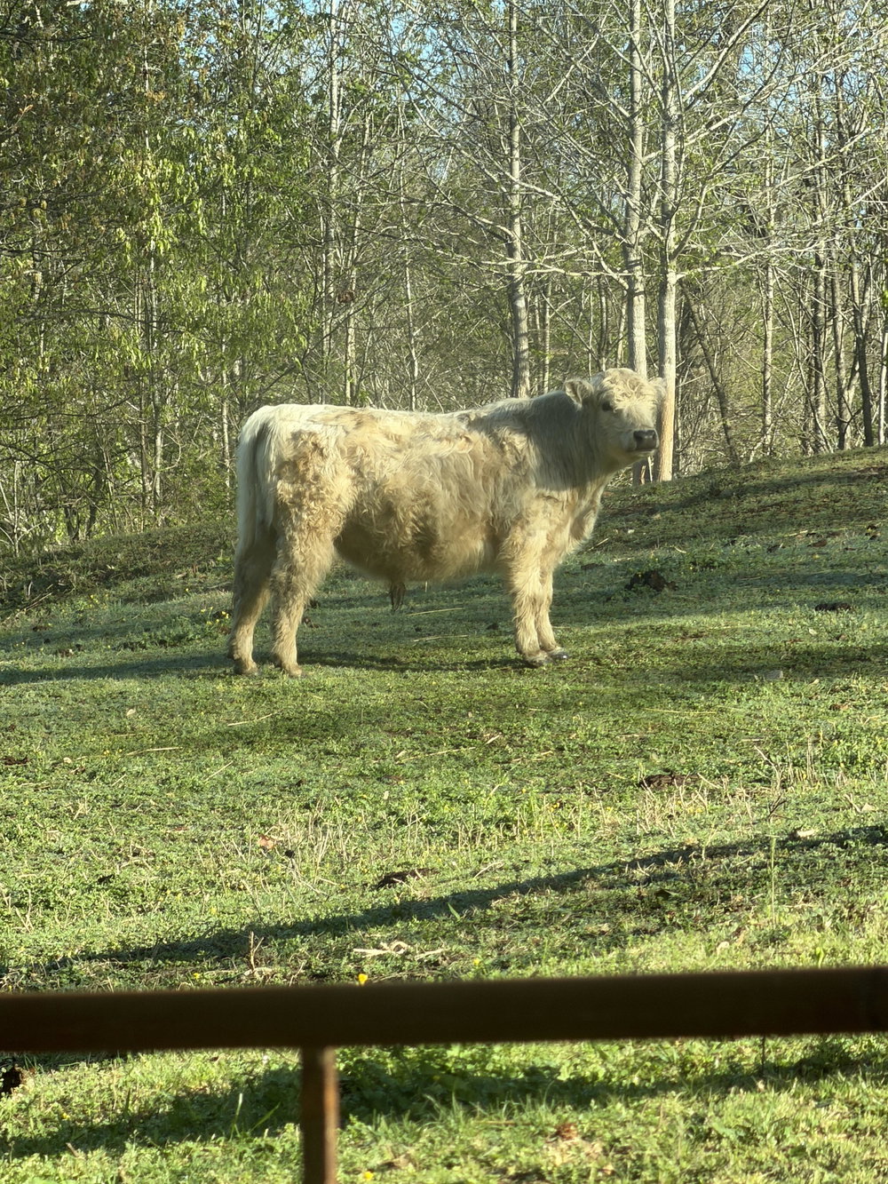 Istanbull, photo 4