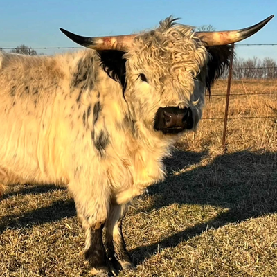 Bamboo profile picture