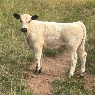 Dollinger Farm profile picture