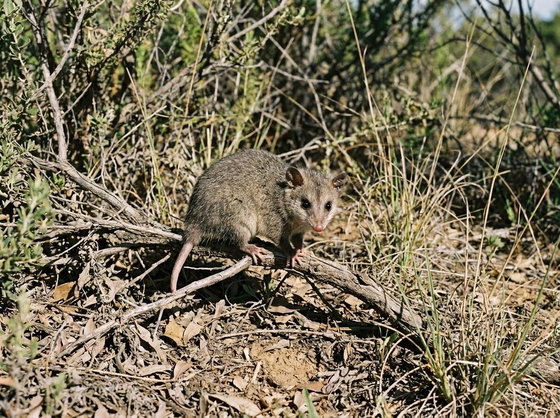 short-tailed opossum